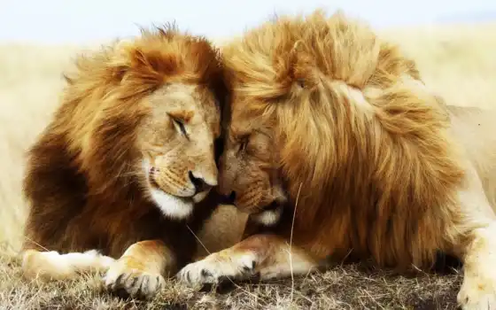 лев, животное, кот, пара
