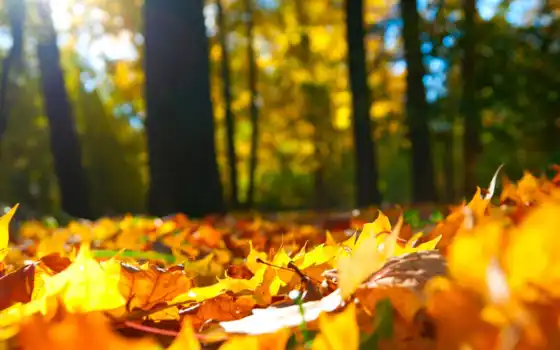 осень, лист, дерево