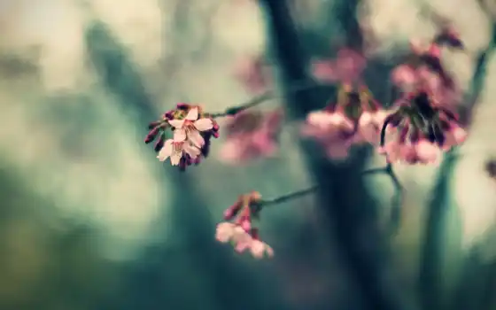 весна, розовый, цветы, бука,