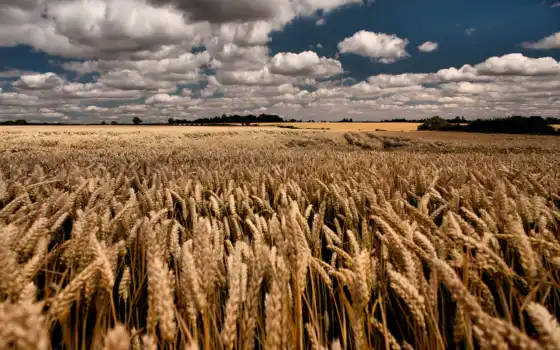 поле, пшеница, небо, облака, лето, 