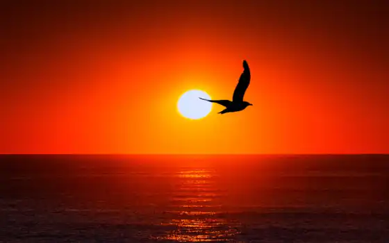 ipad, море, действительность, свинца, солнце, pixabay,