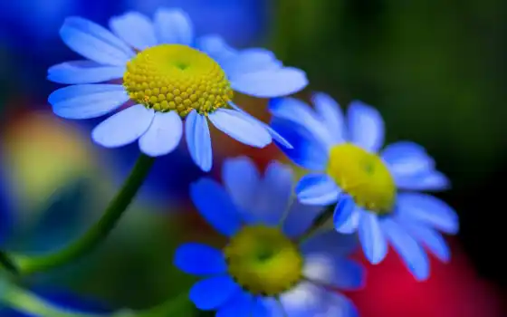 цветы, мобильный, синий,