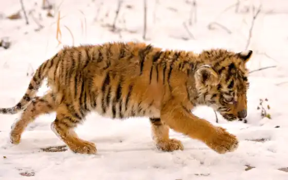 животные, тигренок, снег, тигр, мокрый, тигра, дитя, 