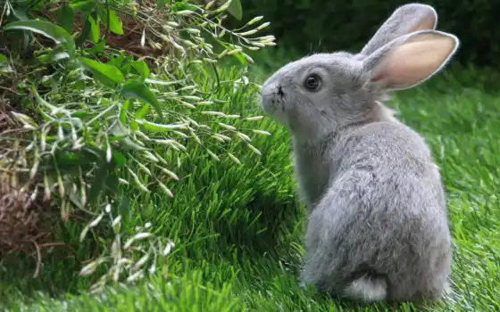 кролик, кролики, коллекция, качества, лучшая, загружено, уже, высокого, трава, страница, 