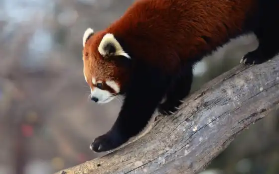 панда, красный, деревянный,