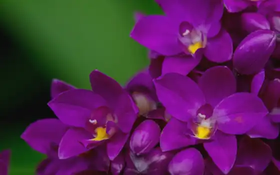 орхидея, первоцвет, цветы