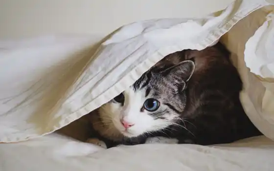одеяло, под, кот, house, striped, peep