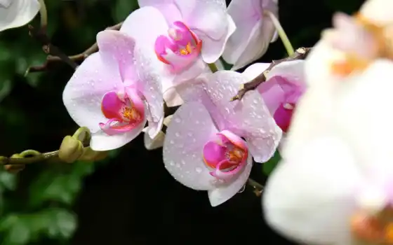 орхидеи, воспроизводимые, священные, ручные, художественные, орхидеи, белые,