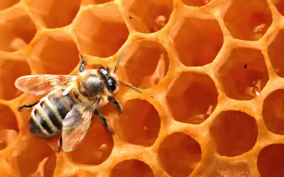 пчелы, пчелка, соты, сотах, медом, картинку, картинка, насекомые, пчелиные, 