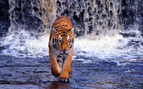 тигр, водопад, бенгальский, хищник, вода, картинку, картинка, кнопкой, мыши, 