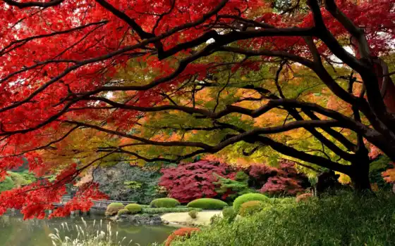 ,природа, осень, дерево, красивый