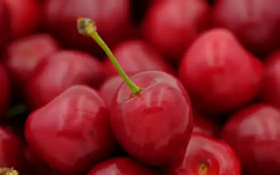 cherry, плод, птица, тест, сладкое, prunus, pome, фото, pixabay, использование