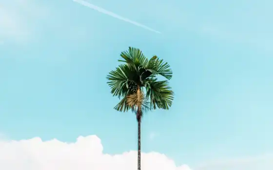 branch, дерево, palm, crafter, небо