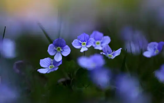 цветы, природа, purple, лепесток, cvety, makryi, stoloboi, растение, blue, размытость
