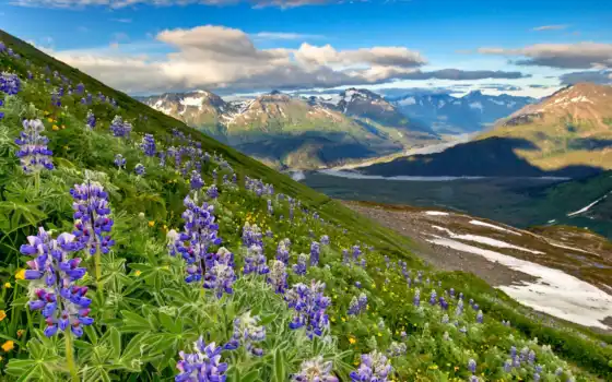 фьорд, национальный, гора, парк, пейзаж, цветы, алиска, США, природа, осло, долина