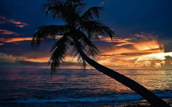 закат, море, пляж, palm, пальмы, 