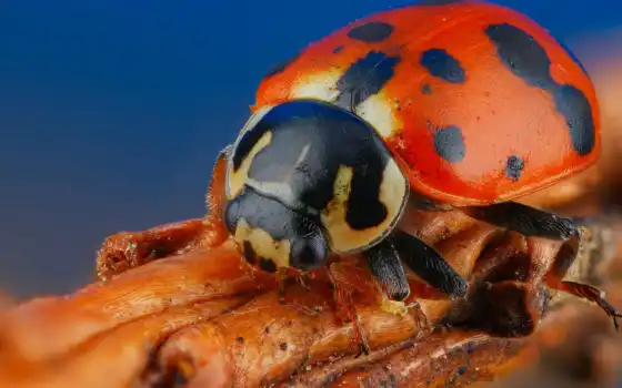 ladybug, жук, насекомое, blue, стебель, цветы, растение, miraculous, pazlyi, зелёный, mushroom