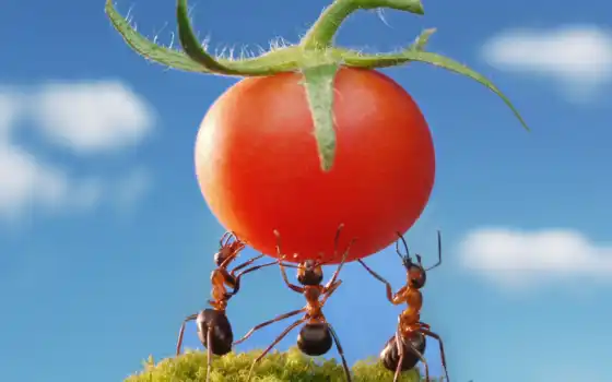 муравейник, муравейник, муравейник, жизнь