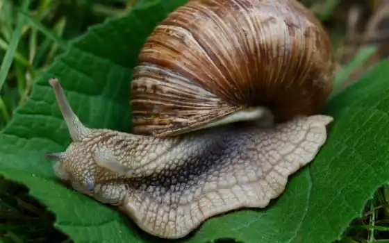snail, makryi