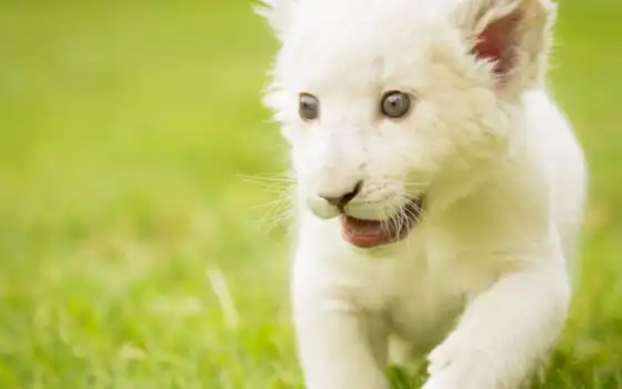 льв, белый, твердый, котенок, взгляд, малыш, род, детеныш,