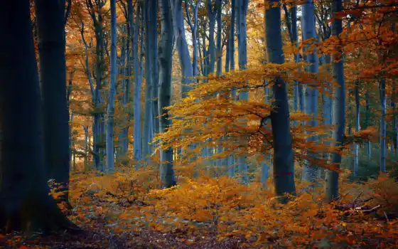 осень, лес, лес, река, дерево, тропинка, пейзаж, плацдарм, деревья, свинец,