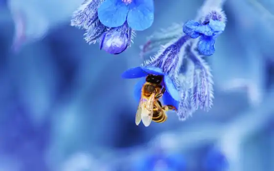 пчелка, цветы, цветке, природа, blue, card, насекомое, макро, яndex, 