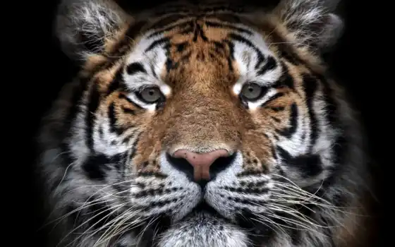 тигр, бенгальский