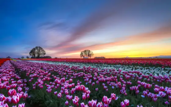 тюльпаны, тюльпановы, нидерланды, очевидные, зрительные, белые, марты,