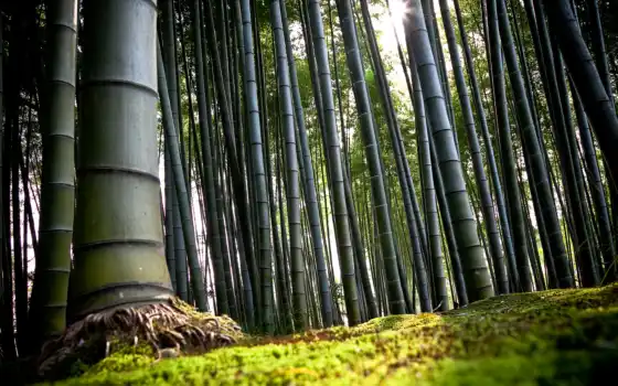 бамбук, японки, лес, бамбука, кето, ленточный, бамбука,