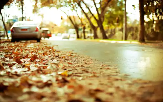 дорога, листва, осень, highway, город, асфальт, автомобили, картинка, природа, желтая, 
