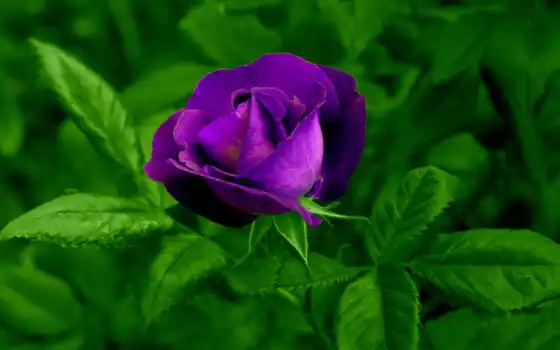 роза, purple, цветы, лист, лепесток, природа, today, see, garden, октябрь, букет