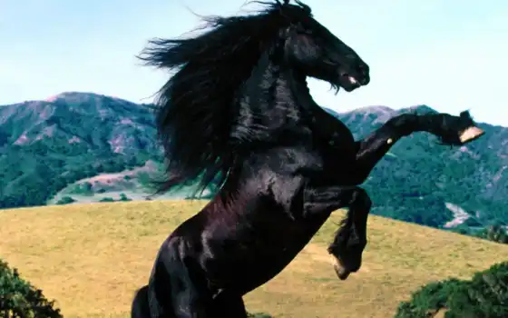 лошадь, mustang, black, порода, human, frisian, akulina, красивый, wild