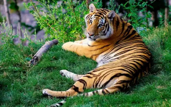 тигр, животное, трава