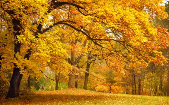 деревья, осень, лес, листья, парк, поляна, желтые, ветки, картинка, дуб, 