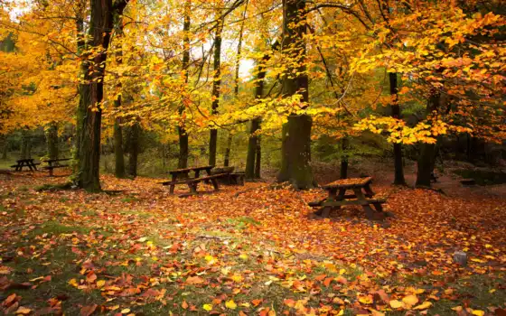 скамейки, лес, осень, листва, деревья, листья, опавшие, парке, осенние, картинка, 