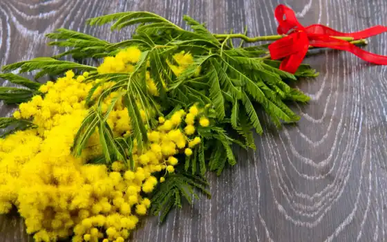 mimosa, букет, цветы, zheltai, современный, бант, design