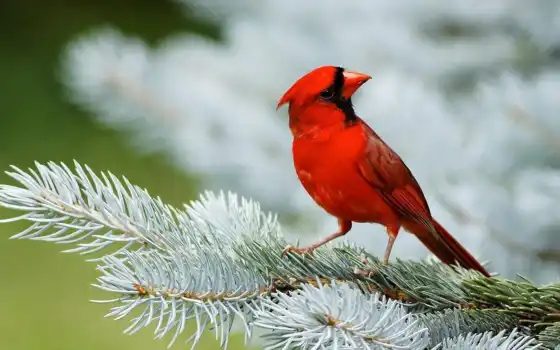 птица, кардин, красный, животное