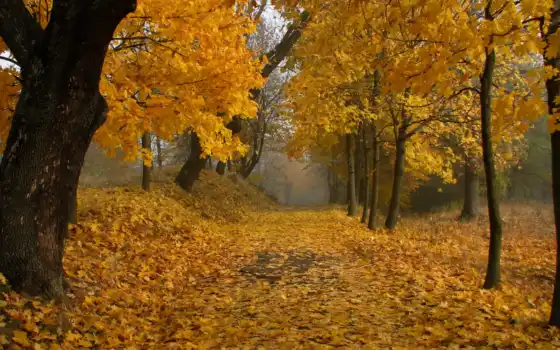 аллея, листья, осень, флот, деревья, осеннем, парке, 