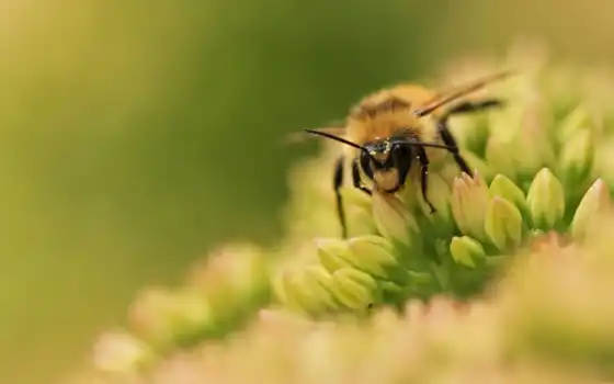 животных, насекомые, пчелы, 