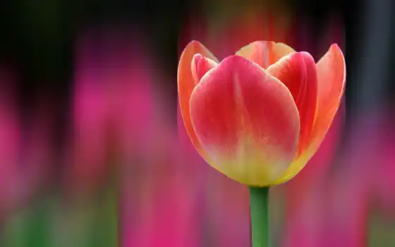 тюльпан, цвет, розовый, розовый, рыжий, сливки, желтый, рост, весна