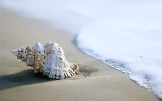 seashell, песок, oir, marine