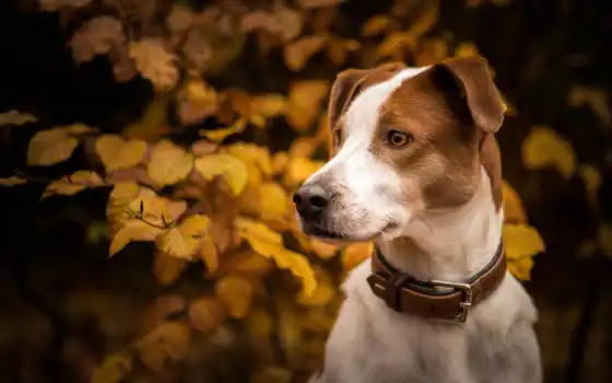 собака, ошейник, лист, осень