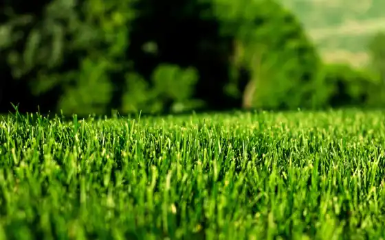 газон, уод, пейзаж, трава, серв, зеленый, май, дерн