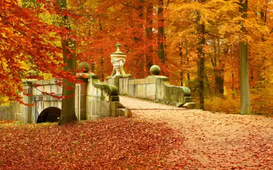 осень, пейзаж, лес, дерево