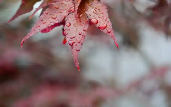 leaf, осень, пасть, тег, red