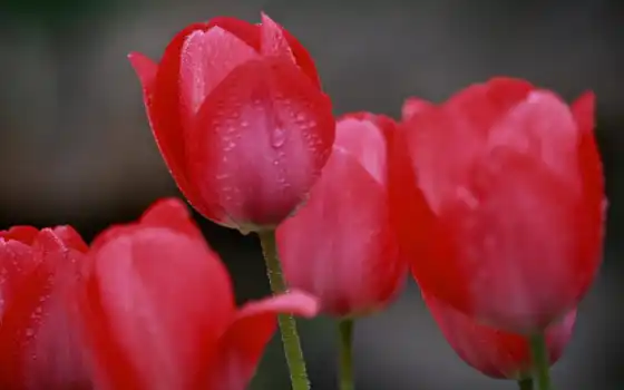 фото, тюльпаны, красные, цветы, фото, о,