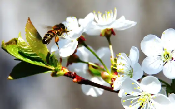цвету, весна, яблоня, яблони, branch, нажми, увеличения, пчелка, цветение, trees, очень, 