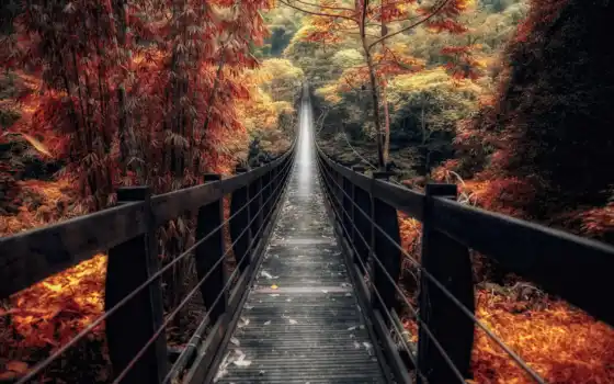 мост, осень, китаянка, лес