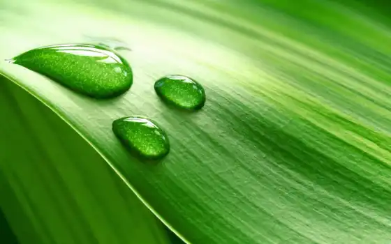 drop, лист, зелёный
