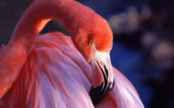 flamingo, hd, обои, розовые, обои, ò3, úö1⁄2, îï,